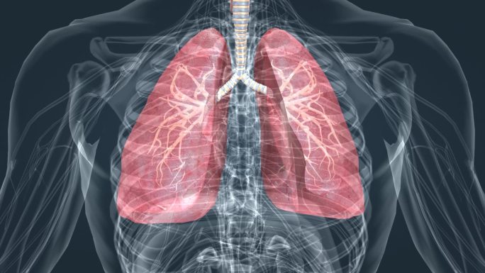 医学肺呼吸深呼吸支气管医学呼吸系统动画