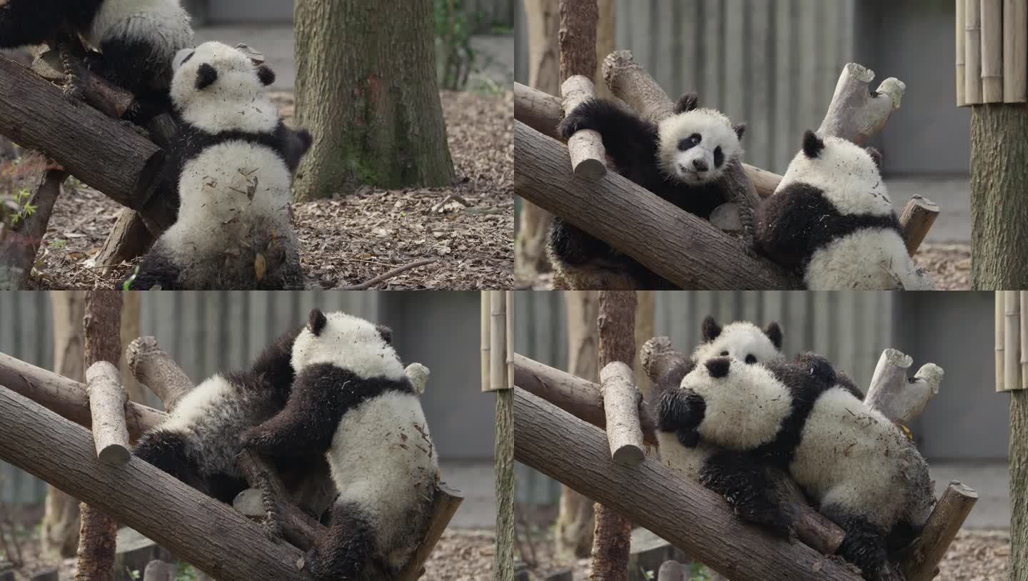 玩耍嬉戏的大熊猫幼崽特写镜头