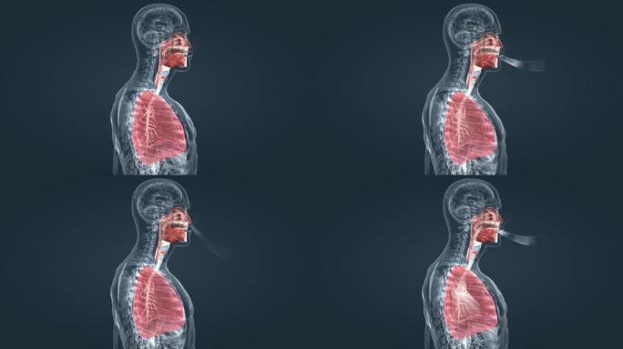 医学人体呼吸系统肺呼吸肺活量深呼吸动画
