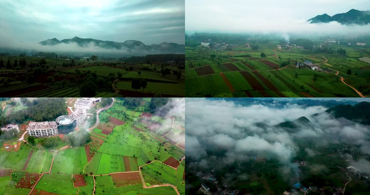 航拍贵州乡村早晨云雾缭绕的茶山茶园风光