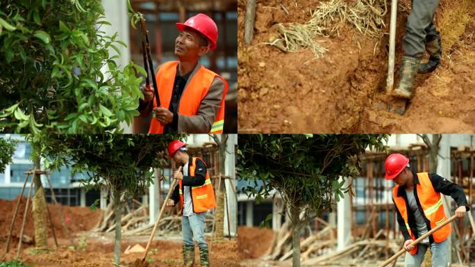 园林绿化工人剪枝挖土抬树搬运