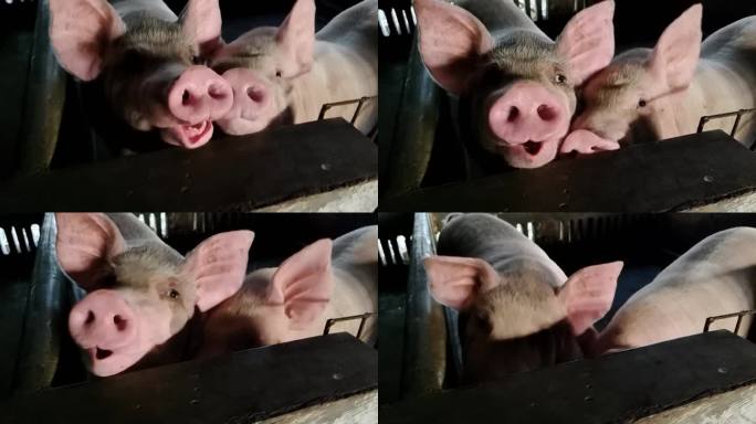 猪头特写近拍摄猪特写肉猪饲料养猪家庭猪栏