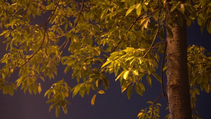 厦门夜景 夜景