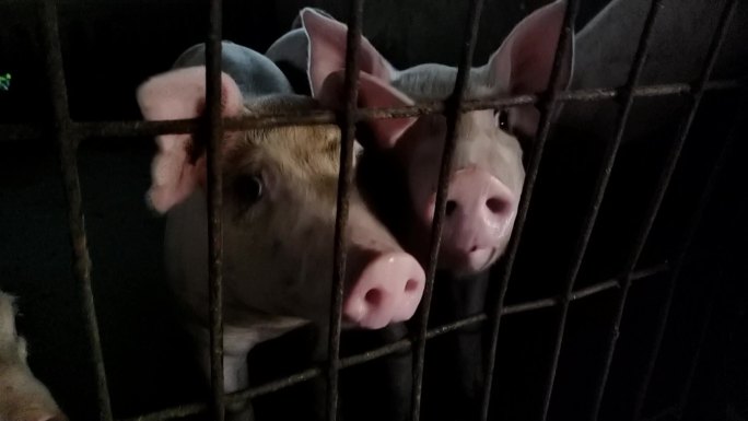 猪头近距离拍摄猪特写饲料养猪家庭养猪栏
