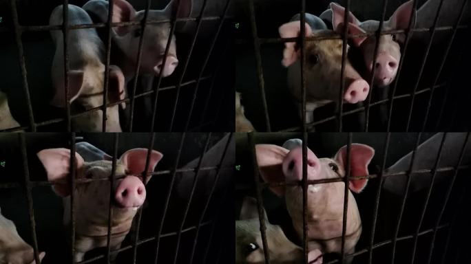 猪头近距离拍摄猪特写饲料养猪家庭养猪栏