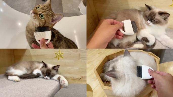 【原创】猫咪梳毛 镜头素材