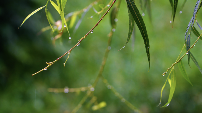 下雨水滴雨滴雨季谷雨树叶唯美空镜