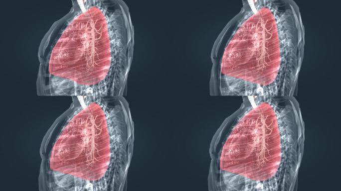 肺部 肺 呼吸系统 支气管 深呼吸 动画