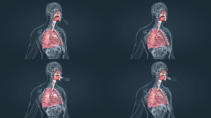 鼻腔咽器官呼吸肺医学人体器官特效三维动画