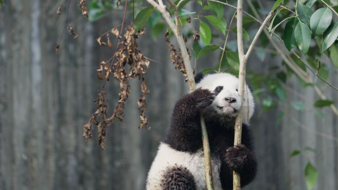 可爱的爬树大熊猫幼崽