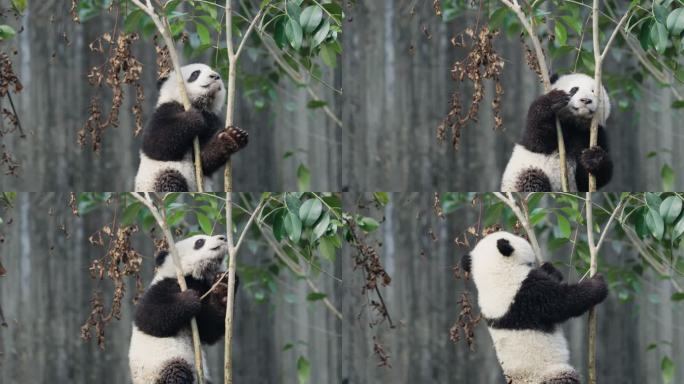 可爱的爬树大熊猫幼崽