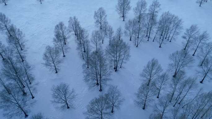 航拍雪季雪原小树林