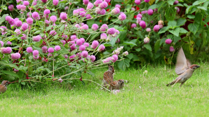 麻雀在草地上吃鲜花