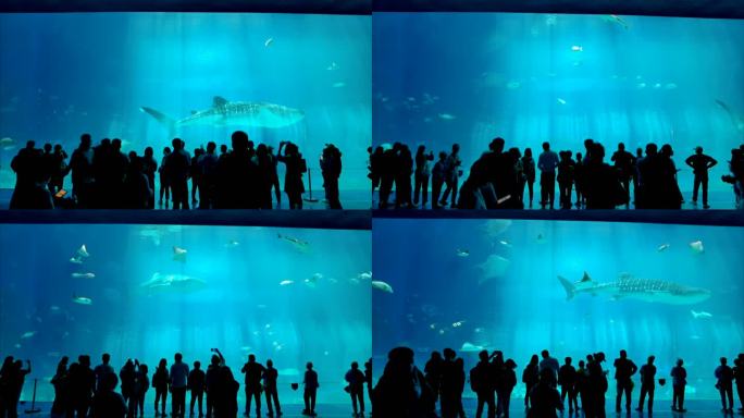 海洋公园水族馆 鲸鲨