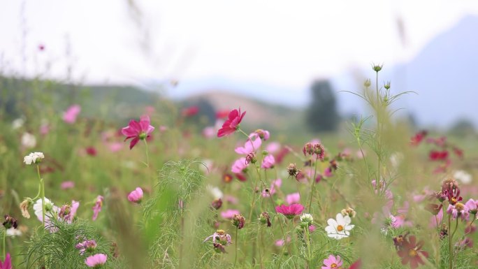 格桑花特写