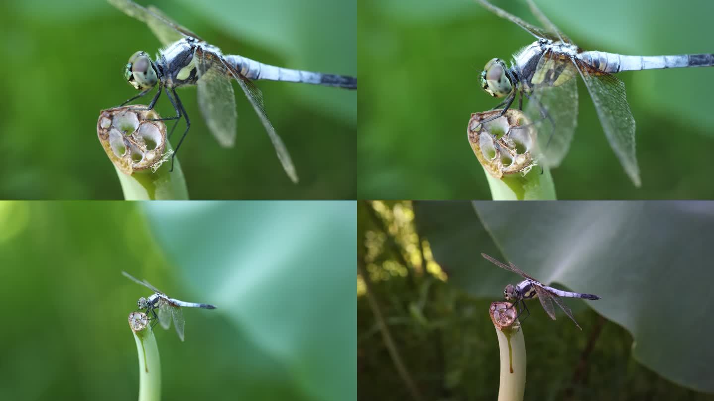 4K超清昆虫微距 蓝额疏脉蜻 蜻蜓与荷叶
