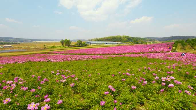 芍药花海 花团锦簇 美丽乡村