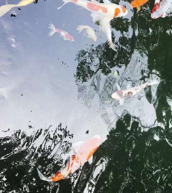 景观池中自由遨游观赏鱼锦鲤