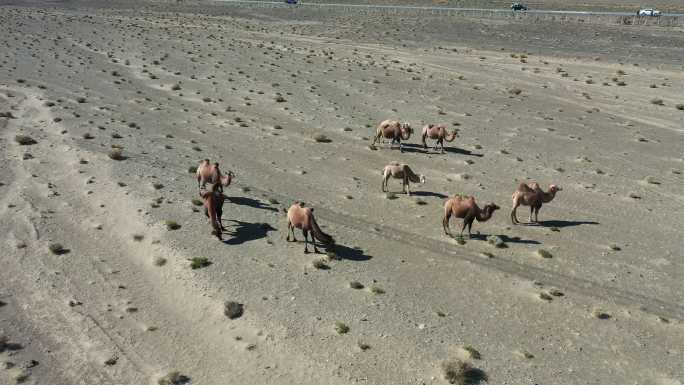 青海省海西州柴达木盆地嗷唠山骆驼航拍