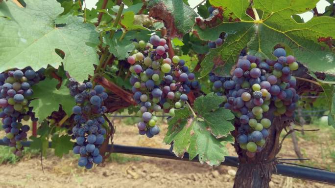 4K原创葡萄成熟采摘葡萄葡萄丰收果农葡萄