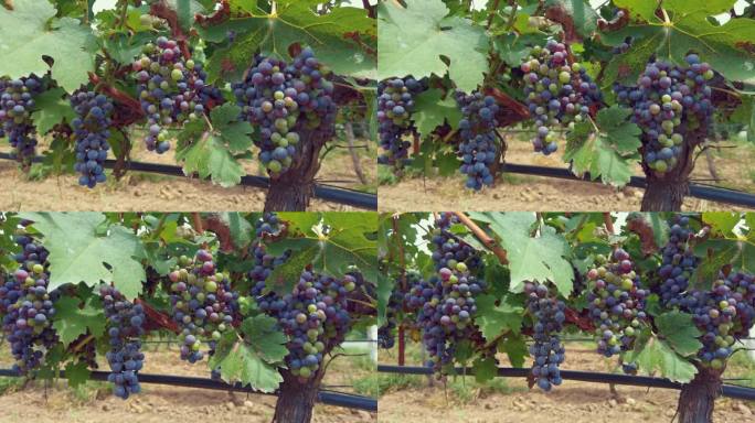 4K原创葡萄成熟采摘葡萄葡萄丰收果农葡萄