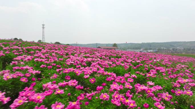 芍药花海 锦绣前程 美丽乡村