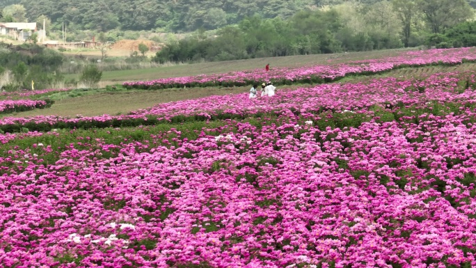 芍药花海 花团锦簇 花海