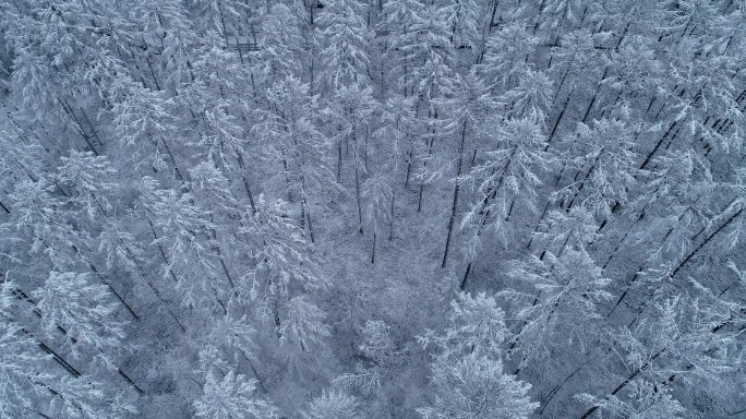 航拍松林雾凇