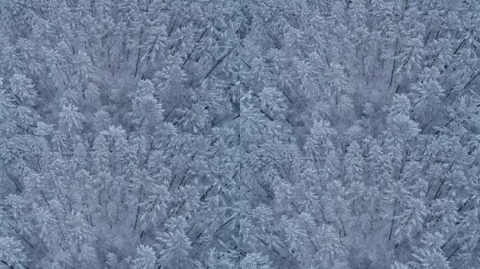 航拍松林雾凇