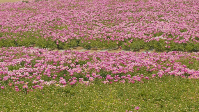 芍药花海 花团锦簇 观光农业 花海