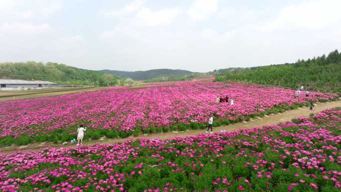 芍药花海 幸福生活 乡村旅游