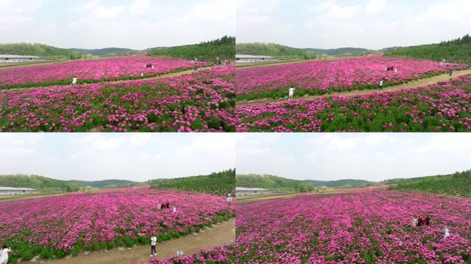 芍药花海 幸福生活 乡村旅游