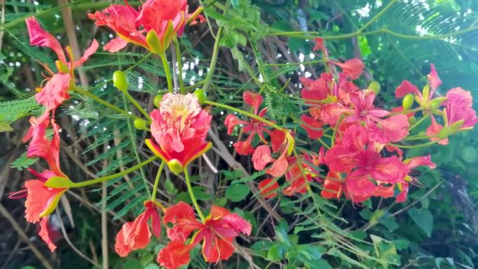 大自然植物红色凤凰花素材