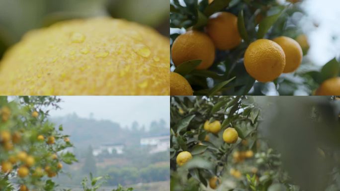 【合集】果园柑橘地 丰收果实