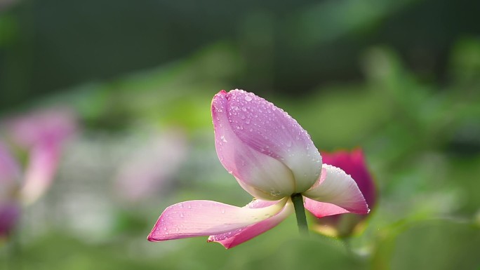 早晨盛开的荷花特写花瓣上的露珠