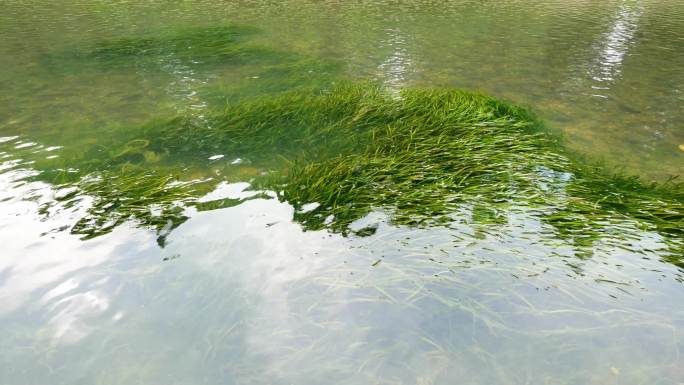 漓江 河里的水草