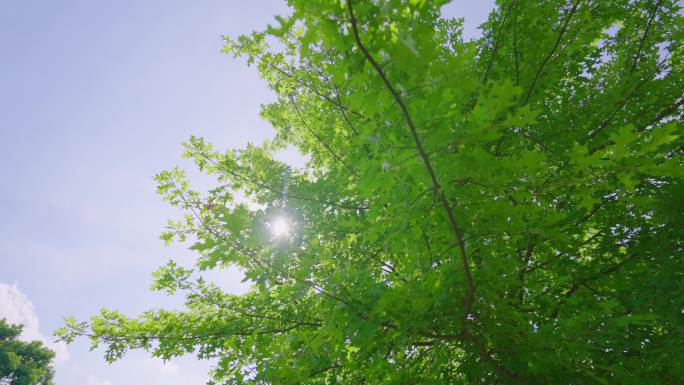 阳光透过树叶合集、夏天阳光