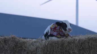 单个小奶牛带着花围巾睁眼看镜头观众对视视频素材