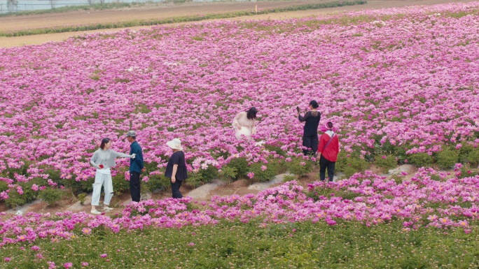 芍药花海 幸福生活 花海