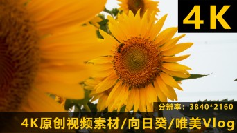 4K原创素材旅行向日葵文艺唯美向阳花素材视频素材