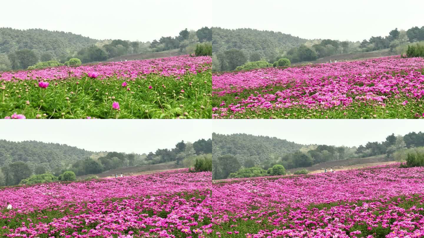 芍药花海 花团锦簇 花海