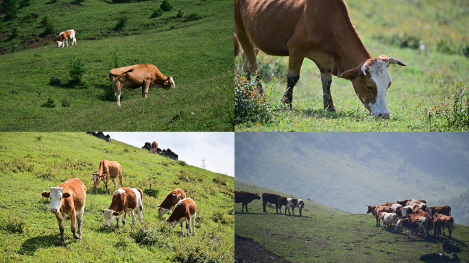 天然牧场嫩绿草甸上觅食的黄牛养殖