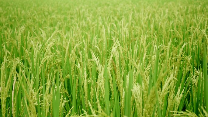 水稻稻谷大米米饭农业粮食丰收稻田乡村振兴