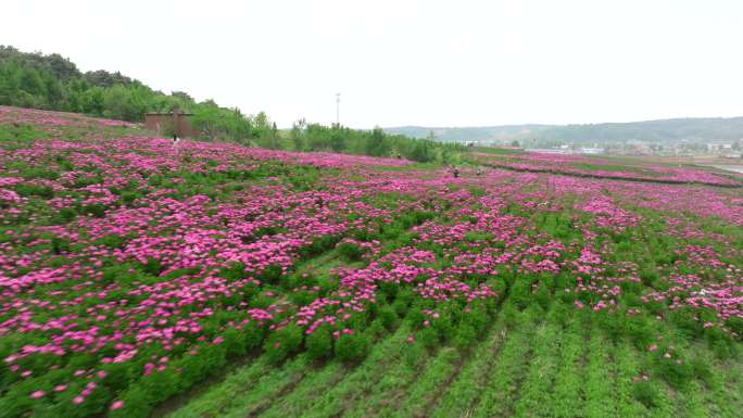 芍药花海 中药材基地 乡村旅游