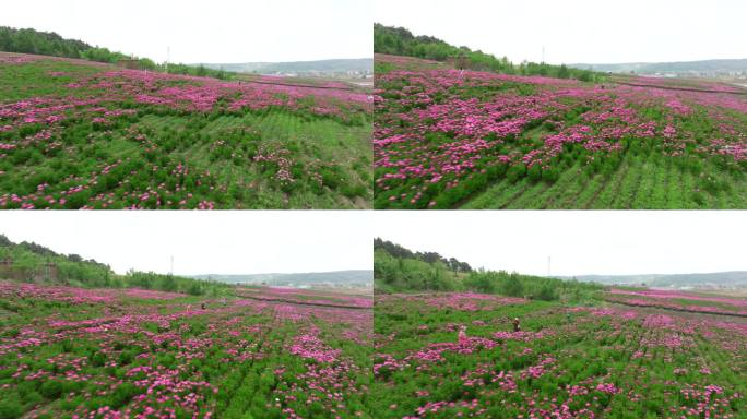 芍药花海 中药材基地 乡村旅游