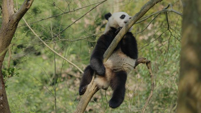 野外树林里懒洋洋坐在树枝上休息的大熊猫