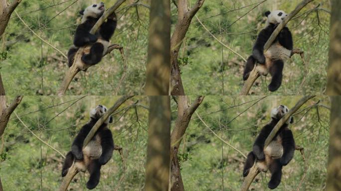 野外树林里懒洋洋坐在树枝上休息的大熊猫