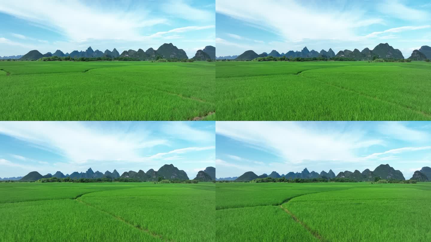 夏天蓝天白云阳光下桂林山边的一大片稻田