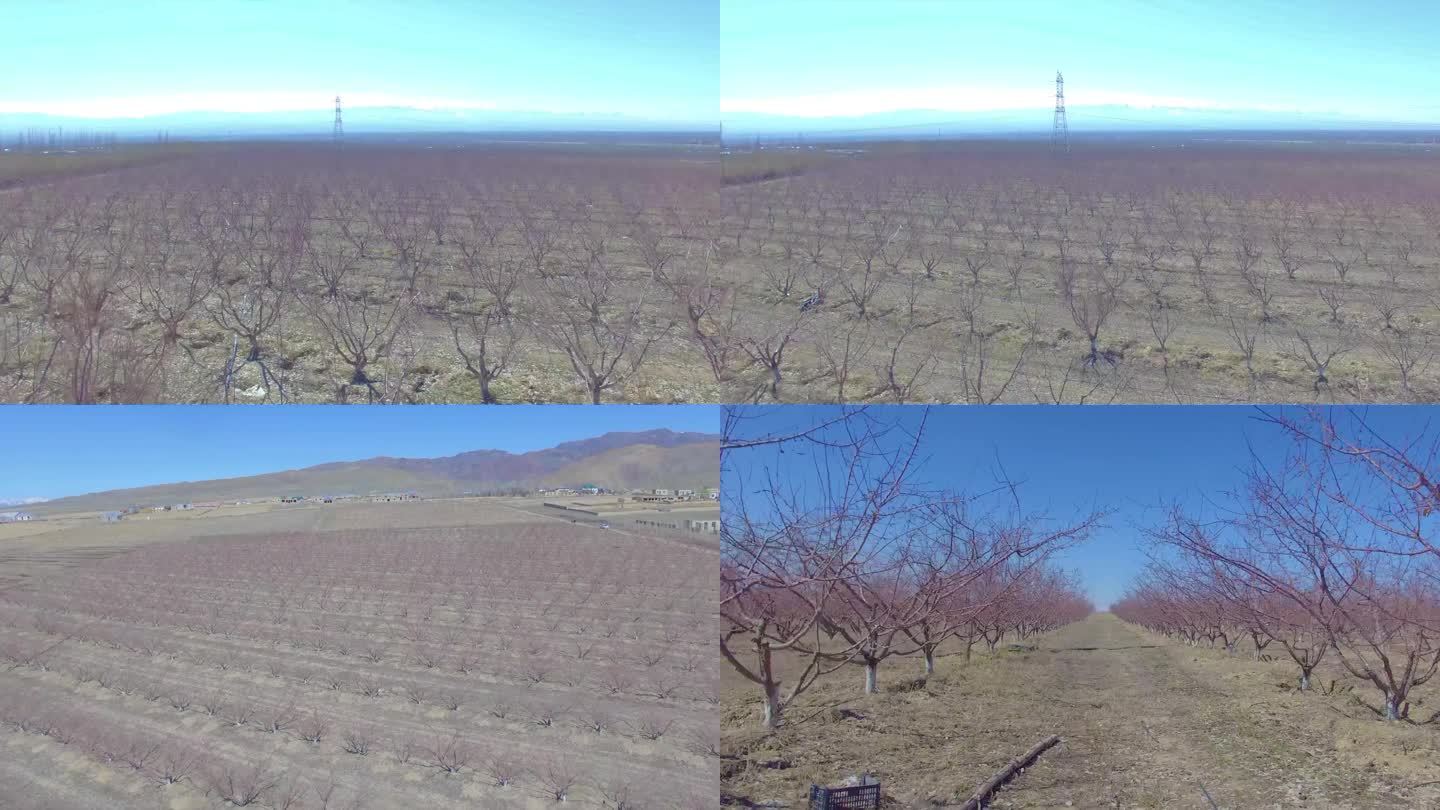 航拍春季杏树视频素材