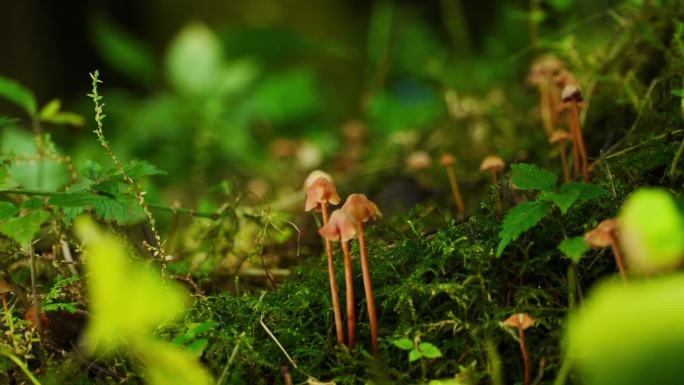 微观森林，丛林菌菇